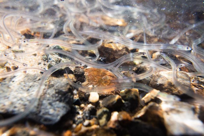 Inland Bays science committee virtual meeting set Feb. 16 Cape Gazette